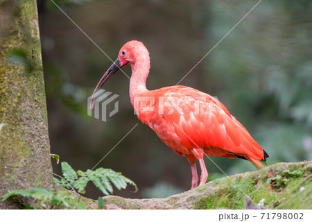 赤際立つ ショウジョウトキ 赤際立つ ショウジョウトキ 71798002