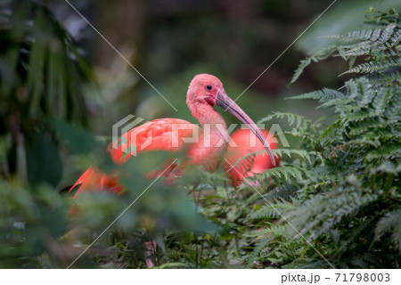 赤際立つ　ショウジョウトキ 71798003