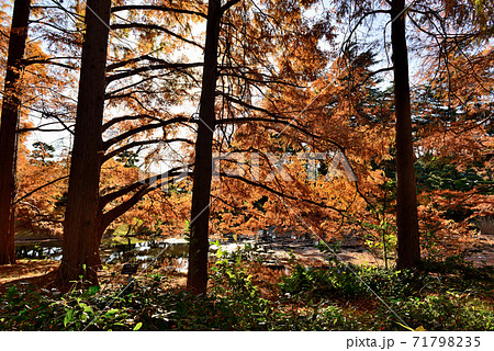 神代植物公園メタセコイアの紅葉 71798235