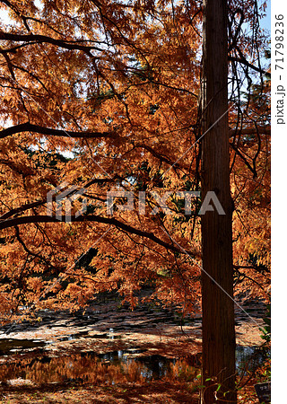 神代植物公園メタセコイアの紅葉 71798236