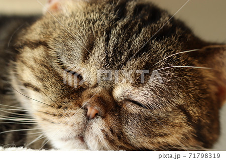 癒し寝顔の鼻ぺちゃ猫アメリカンショートヘアブラウンタビーの写真素材