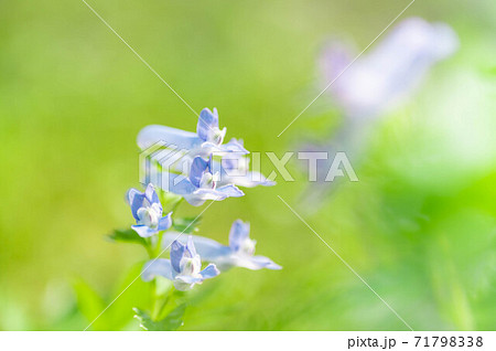 ヤマエンゴサクの花 71798338