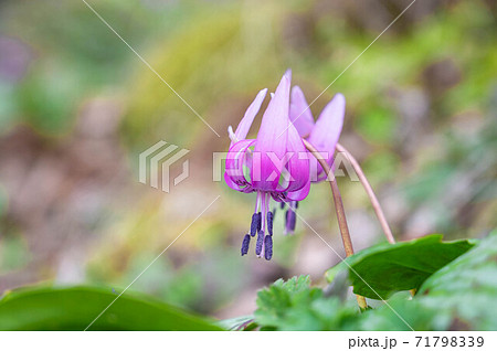 山のカタクリの花 71798339