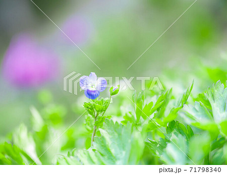 オオイヌノフグリの花の写真素材