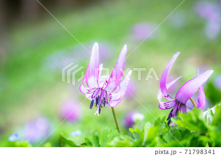 山のカタクリの花 71798341