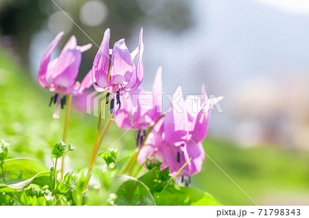 山のカタクリの花 71798343