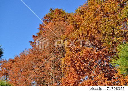 神代植物公園メタセコイアの紅葉 71798365