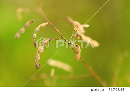 秋になるといつも服に付くひっつき虫 71798434