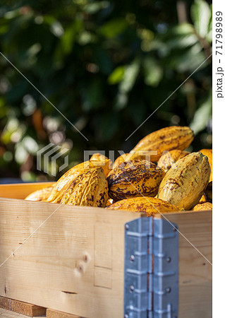 Cocoa beans and cocoa pod on a wooden surface. Cocoa beans and cocoa pod on a wooden surface. 71798989