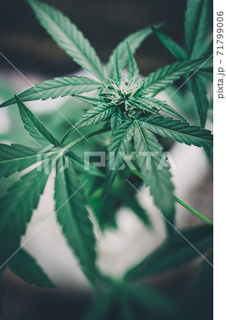 Cannabis leaves of a plant on a dark background 71799006