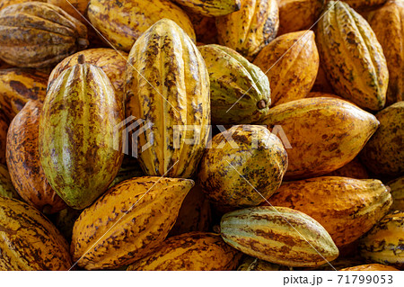 Cocoa beans and cocoa pod on a wooden surface. 71799053
