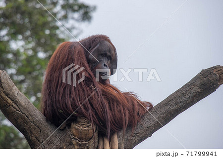 オラウータンは思索する オラウータンは思索する 71799941