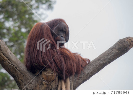 オラウータンは思索する オラウータンは思索する 71799943