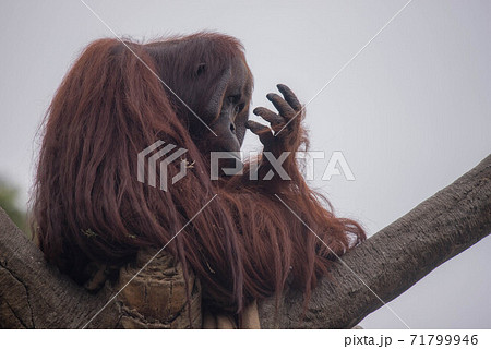 オラウータンは思索する オラウータンは思索する 71799946