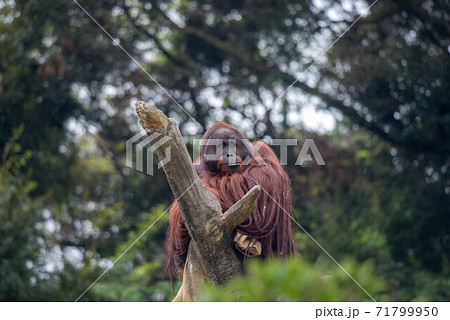 オラウータンは思索する 71799950