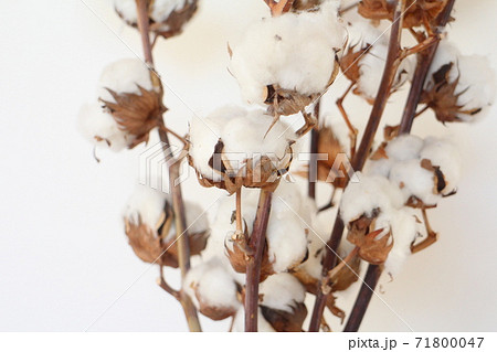 コットンフラワー 71800047
