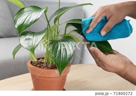 Man hand wipe the dust from the leaves of the Philodendron Dragon Tail. Man hand wipe the dust from the leaves of the Philodendron Dragon Tail. 71800272