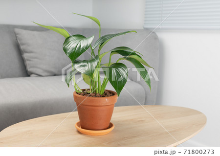 Philodendron Dragon Tail in clay pots 71800273