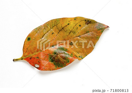 紅葉した柿の葉_03 紅葉した柿の葉_03 71800813
