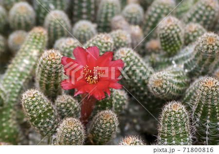 植物 花 サボテンの写真素材