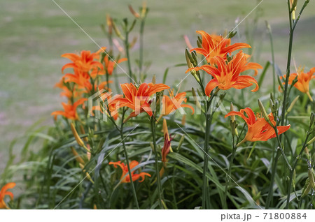 花 植物 花畑 71800884
