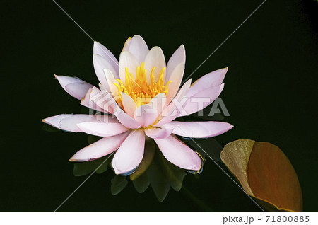 植物 池 花 71800885