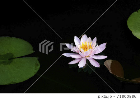 植物 池 花 71800886