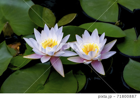 植物 池 花 71800887