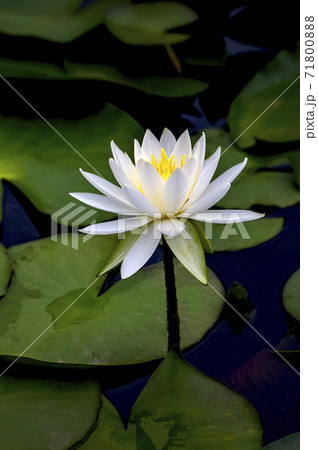 植物 池 花 71800888