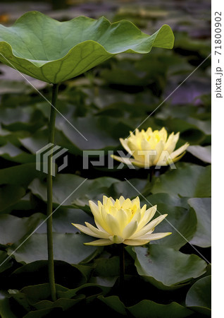 植物 池 花 71800902