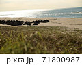 砂浜の生命 71800987