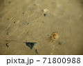 潮だまり 71800988