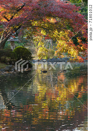 公園の風景 紅葉が美しい有栖川宮記念公園 東京都港区の写真素材