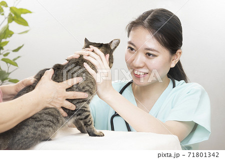 猫の診察をする女性獣医師 猫の診察をする女性獣医師 71801342