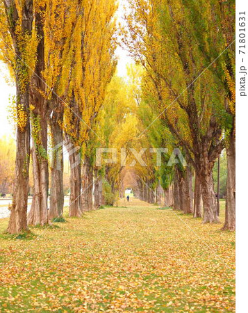 北海道の紅葉風景 秋の前田森林公園 美しいポプラ並木 71801631