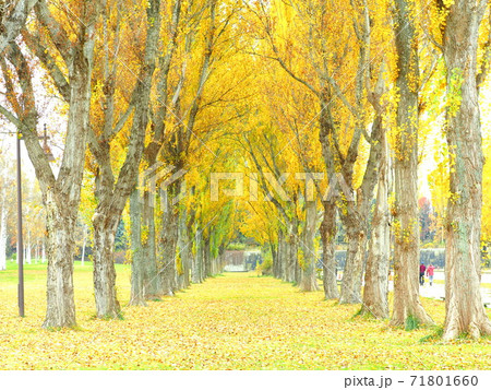 北海道の紅葉風景 秋の前田森林公園 美しいポプラ並木 71801660