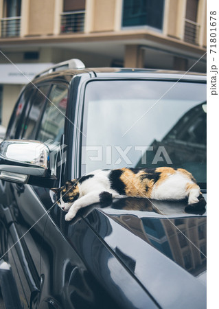 Homeless cute cat lies on a ca and sleeps and rests. Turkey, Istanbul. The problem of homeless animals in cities. 71801678