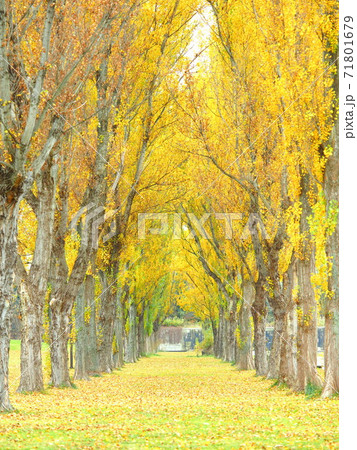 北海道の紅葉風景 秋の前田森林公園 美しいポプラ並木 71801679