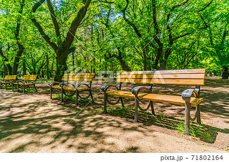 東京都渋谷区 昼下がりの代々木公園のベンチの写真素材