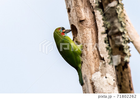 A colorful Red Crowned Barbet 71802262