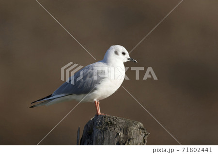Bonaparte's Gull, Chroicocephalus philadelphia, perched 71802441
