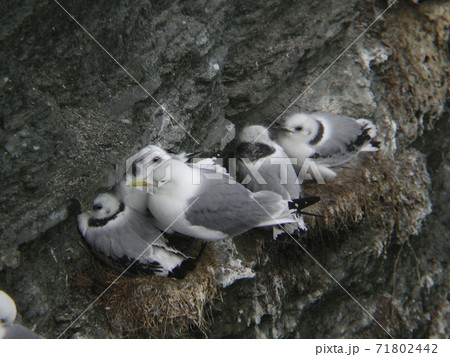 Black-legged Kittiwake, Rissa tridactyla, adults and young 71802442