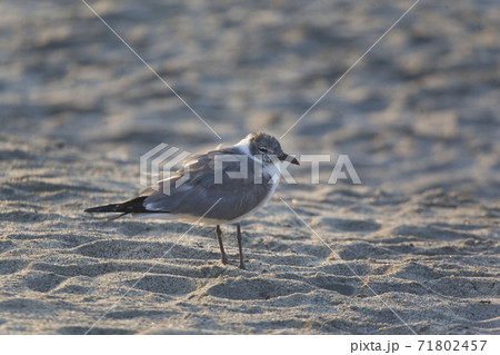 Laughing Gull, Leucophaeus atricilla, relaxed 71802457