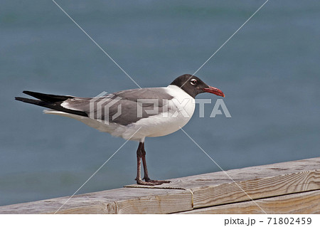 Laughing Gull, Leucophaeus atricilla, perched 71802459
