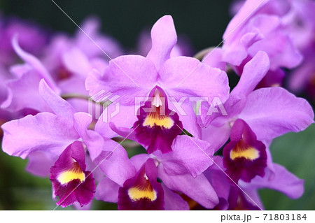 鑑賞用植物・カトレア 71803184