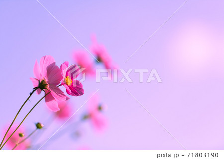 青空の秋晴れに美しく咲く秋桜(日本,山口県） 71803190