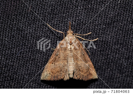Moth on dark textile Moth on dark textile 71804063