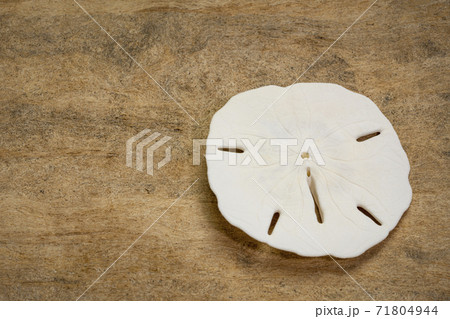 White sand dollar skeleton White sand dollar skeleton 71804944