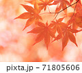 紅葉 71805606