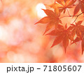 紅葉 71805607